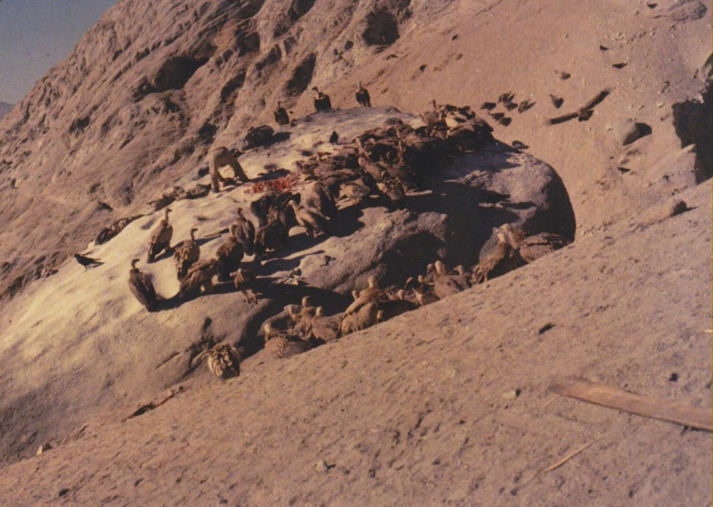 Buitres que se alimentan de trozos de cadáveres en un entierro en 1985 en Lhasa, Tíbet